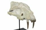 False Saber-Toothed Cat (Hoplophoneus) Upper Skull - South Dakota #299819-7